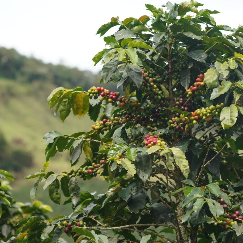 Cabresto Lozana Coffee (1)