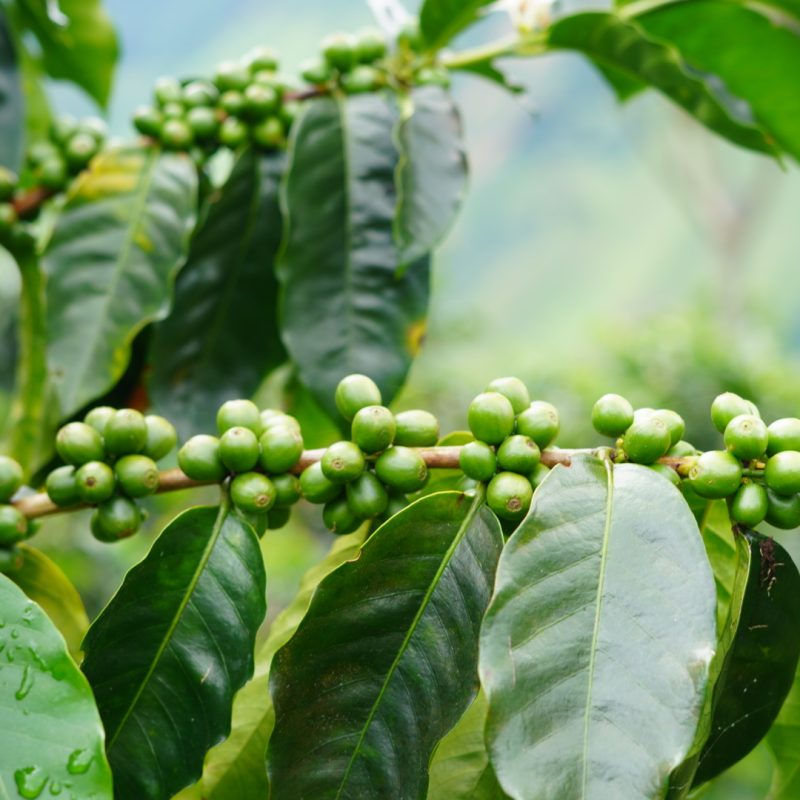 Cabresto Lozana Coffee (7)