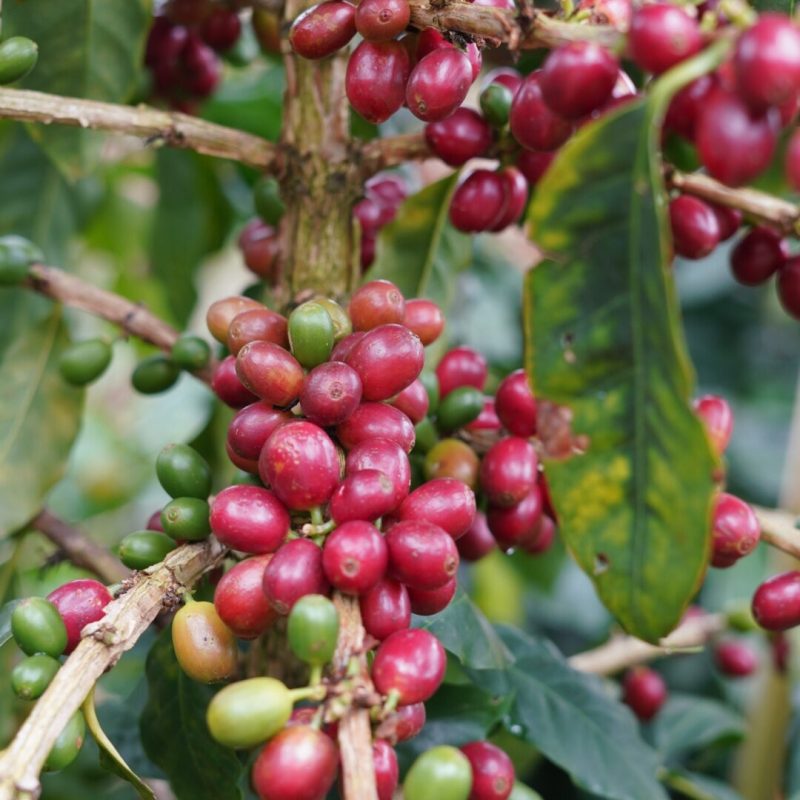Lozana Supremo Coffee (4)