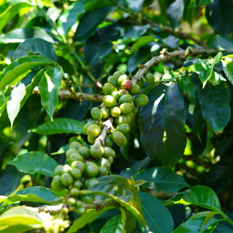 Lozana Supremo Coffee (8)