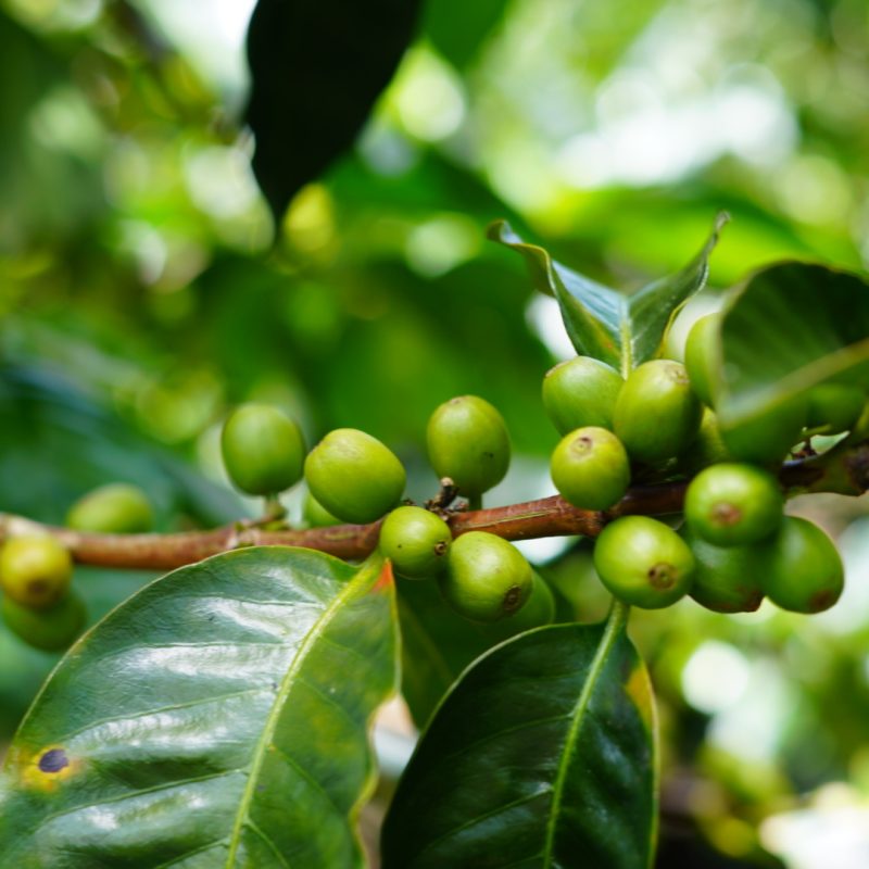 Lozana Supremo Coffee (9)