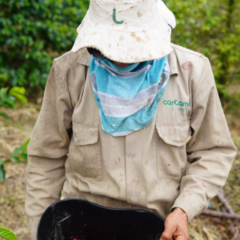 Luis Montoya Lozana Coffee (2)