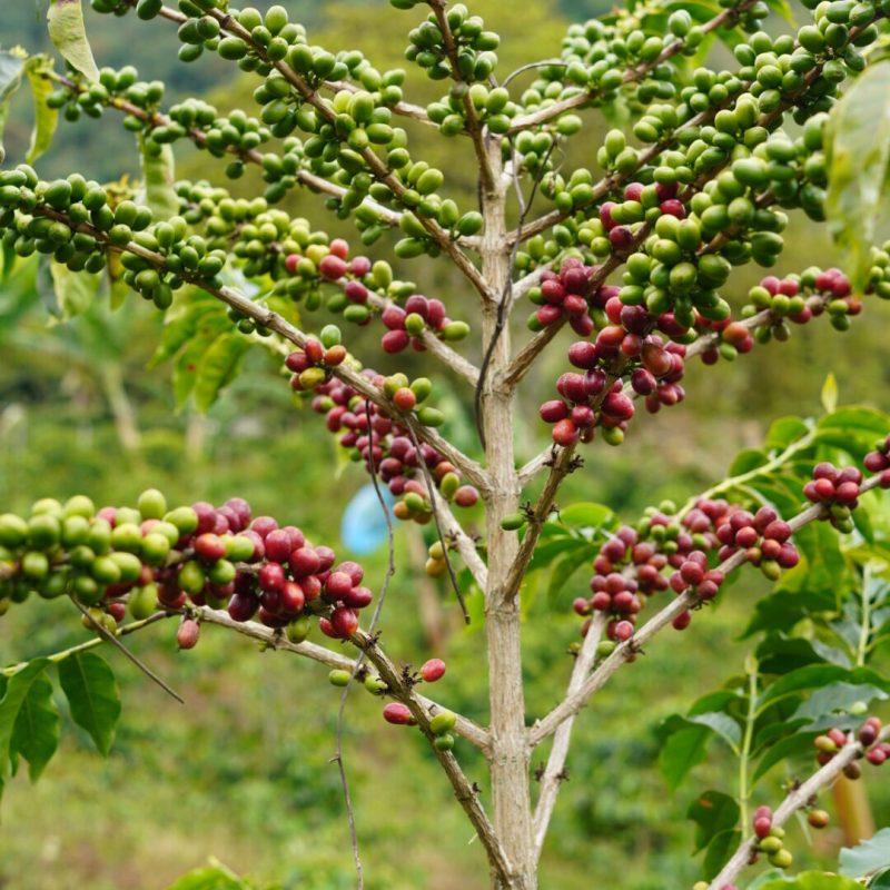 Luis Montoya Lozana Coffee (3)