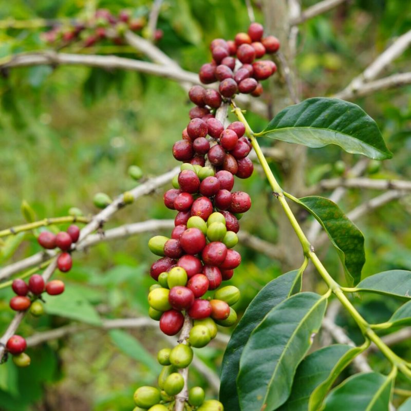 Luis Montoya Lozana Coffee (4)