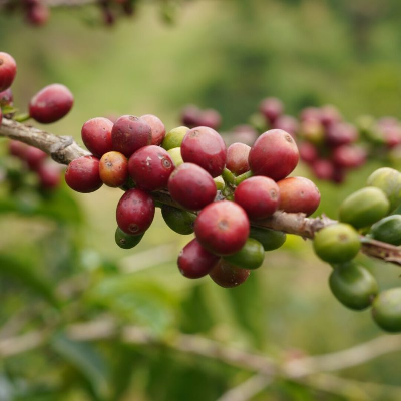 Luis Montoya Lozana Coffee (5)