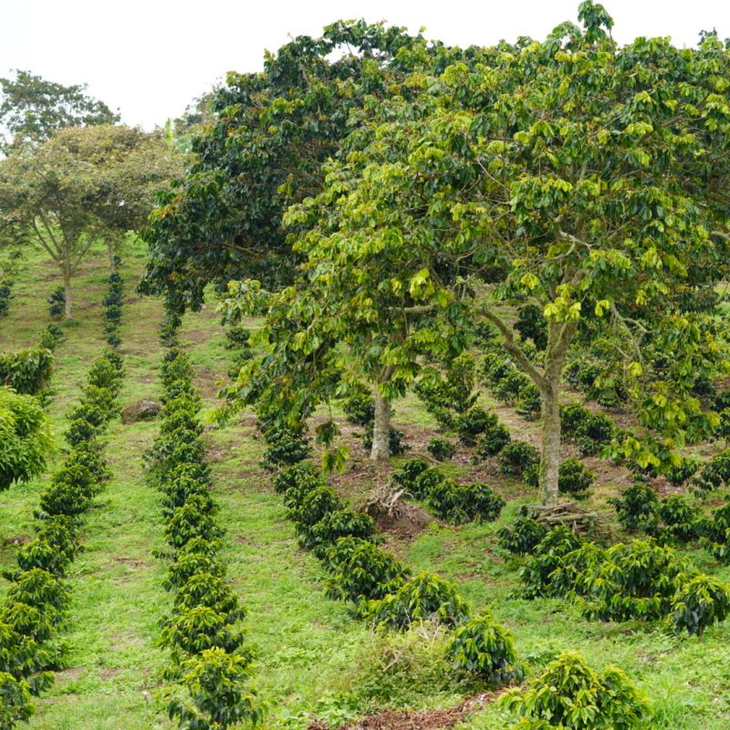 Tamesis Bourbon Lozana Coffee (11)