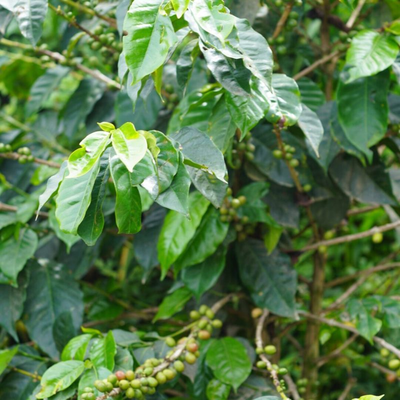 Tamesis Bourbon Lozana Coffee (14)
