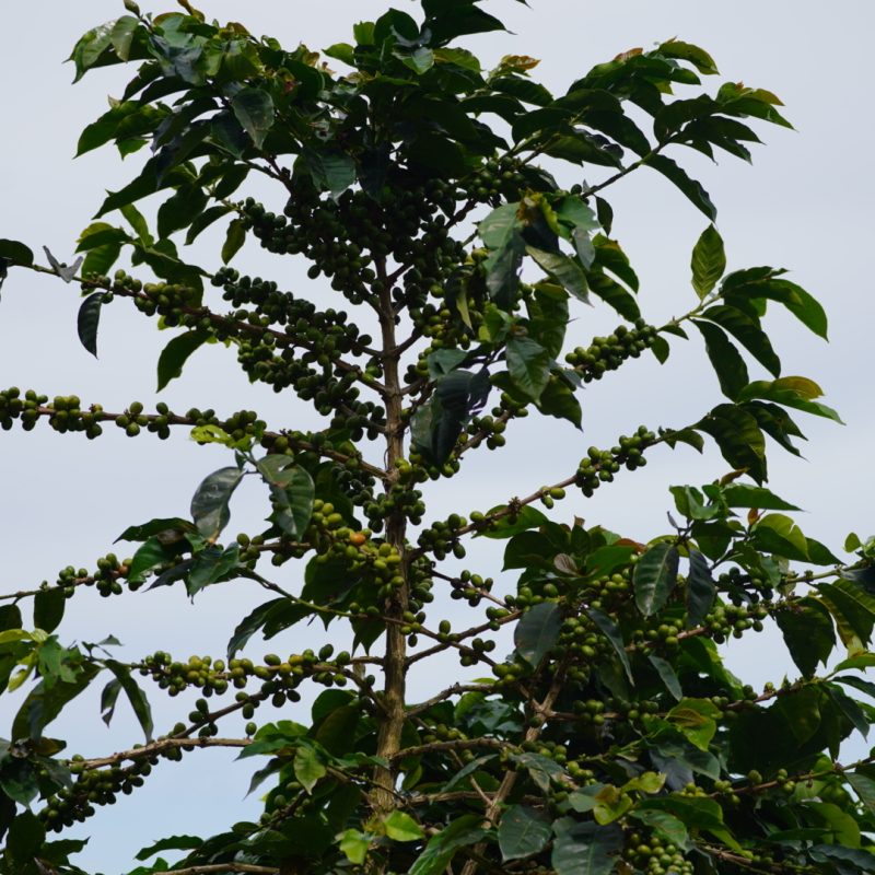 Tamesis Bourbon Lozana Coffee (15)