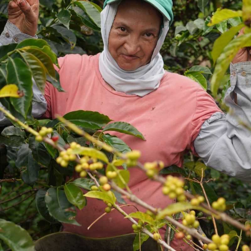 Tamesis Bourbon Lozana Coffee (4)