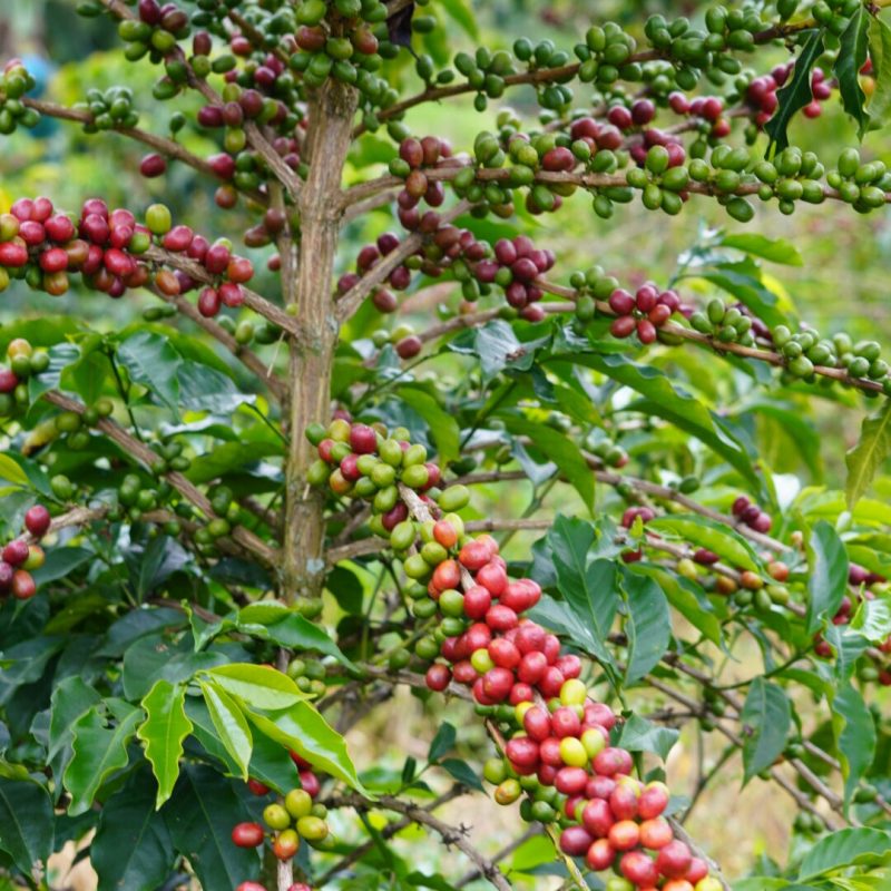 Tamesis Bourbon Lozana Coffee (5)