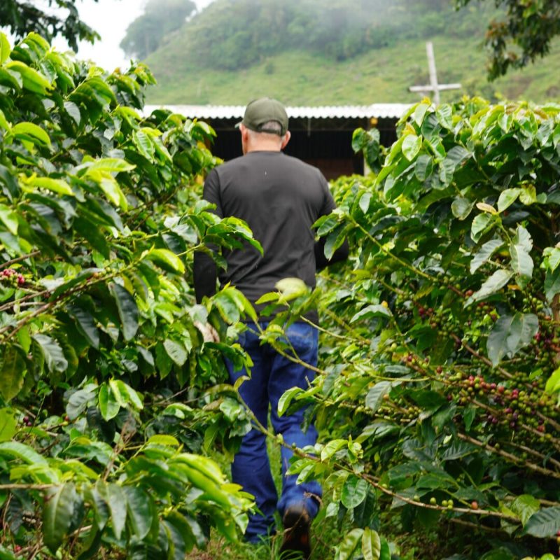 Tamesis Bourbon Lozana Coffee (6)