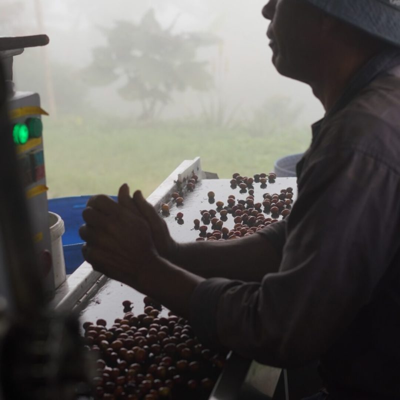 Tamesis Bourbon Lozana Coffee (7)