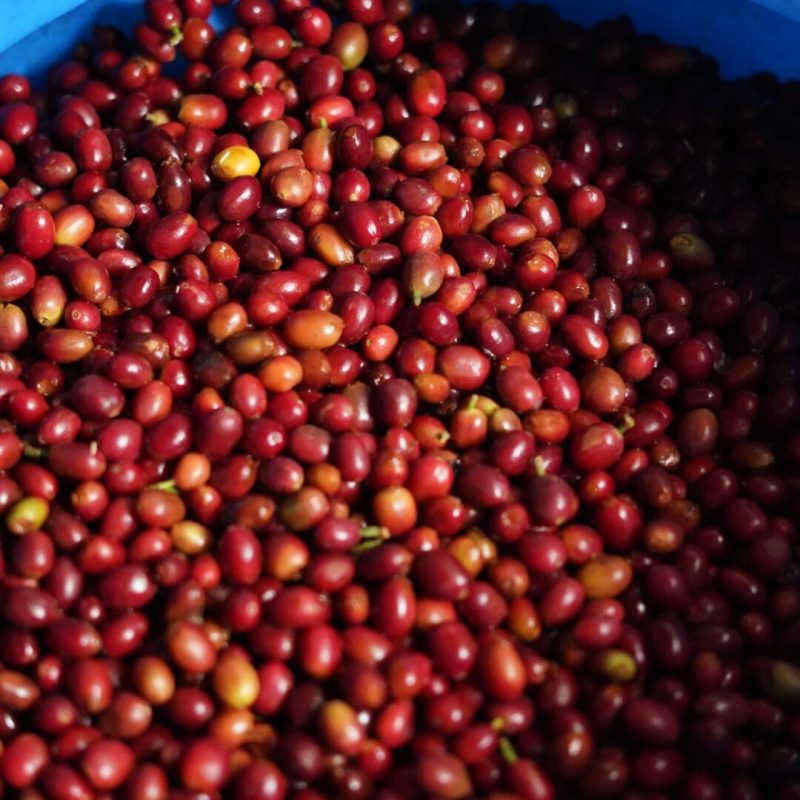 Tamesis Bourbon Lozana Coffee (8)