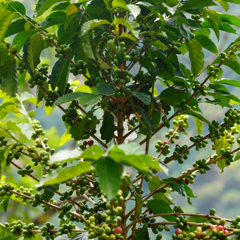 Taparto Lozana Coffee (2)